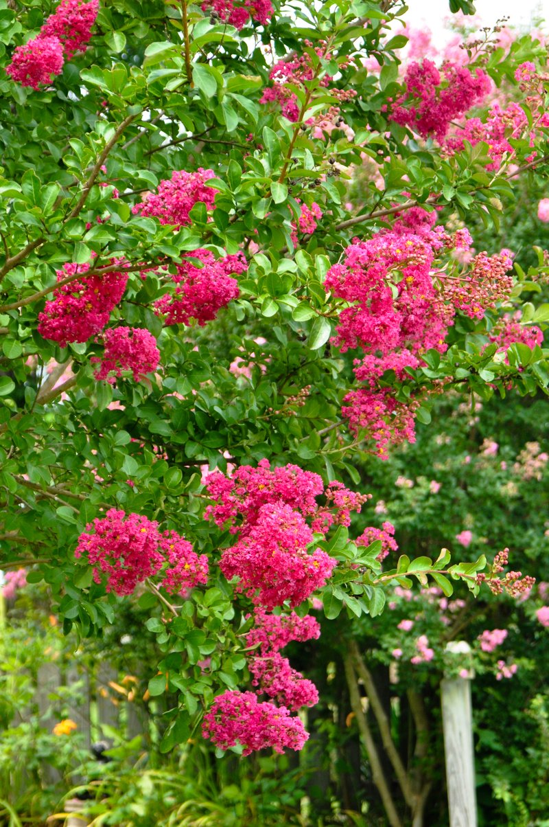 crepe myrtle / lagerstroemia indica.jpeg