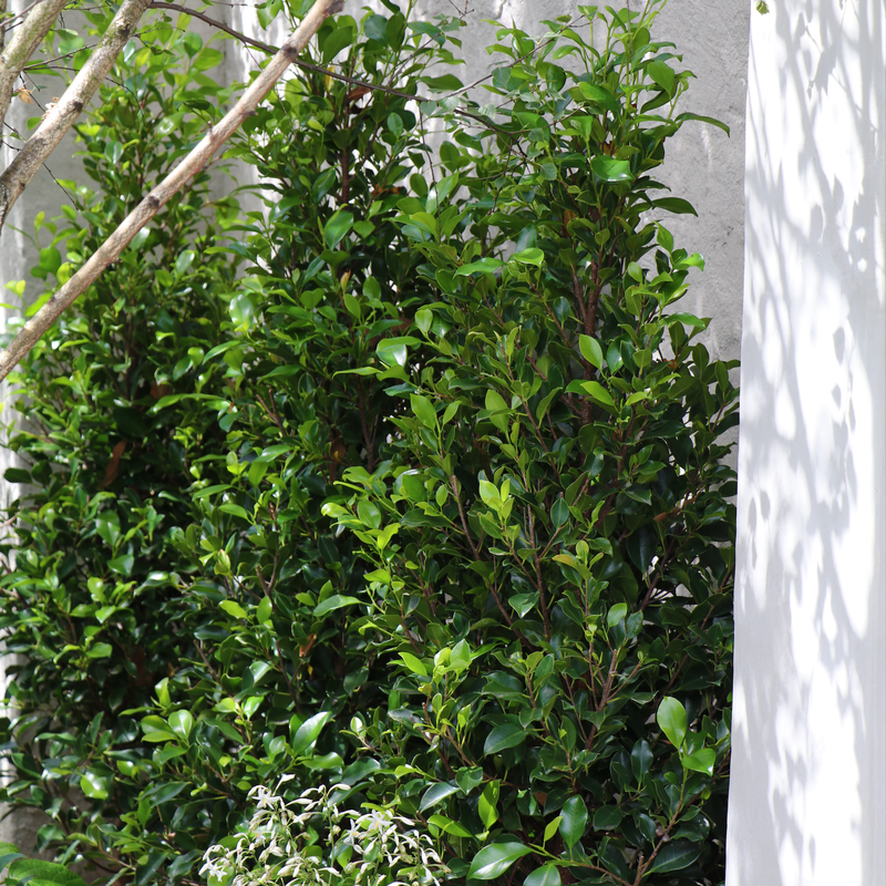 Ficus Hillii Flash _Prahran5.png