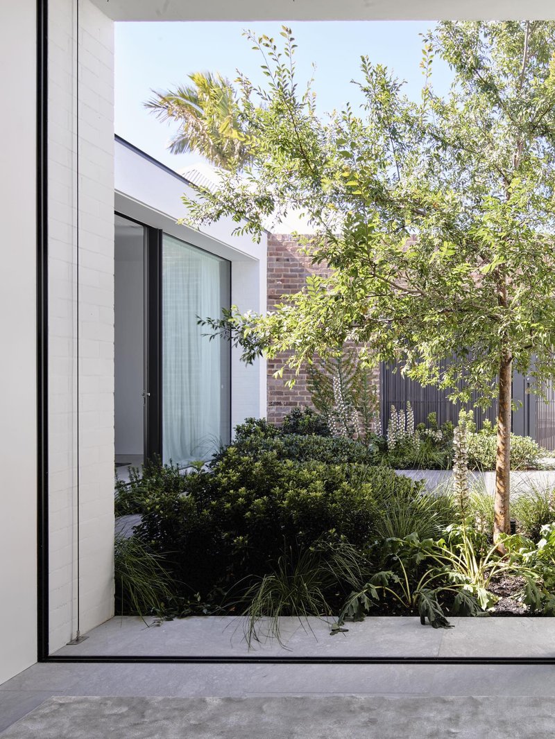 Ulmus parvifolia - Chinese elm - est-living-where-architects-live-kyra-thomas-9.jpeg