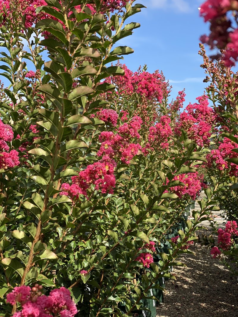 crepe myrtle7.jpeg