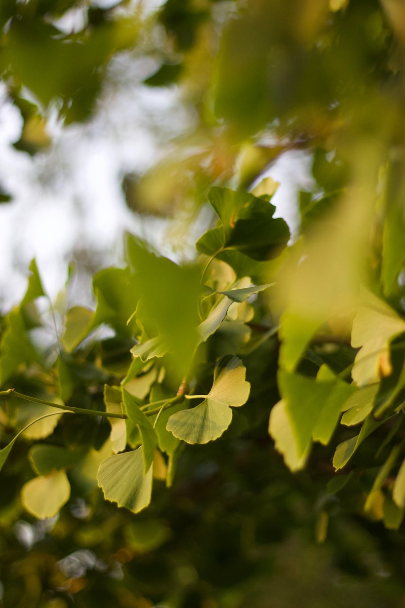 ginkgo tree.jpg